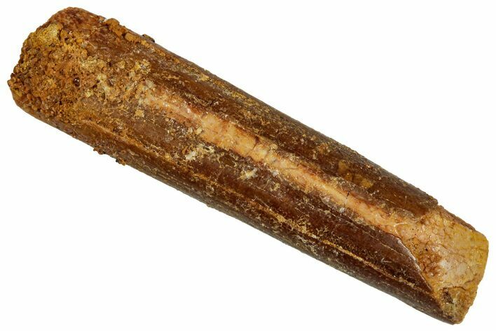 Unusual Sauropod Dinosaur (Nigersaurus?) Tooth - Morocco #329054